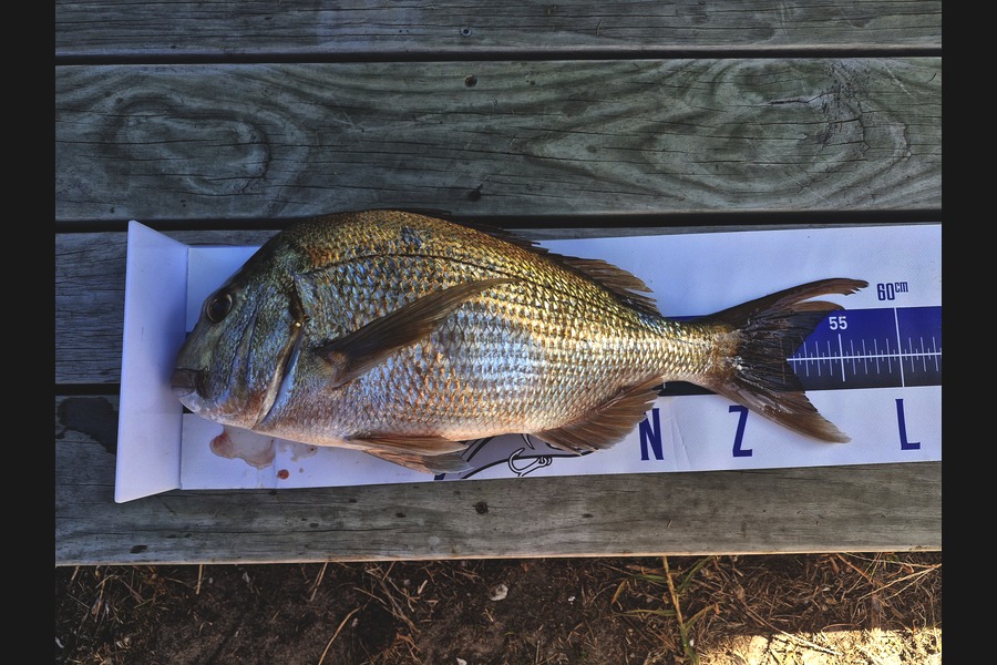 Dave Lean caught this 50.0cm Snapper at Northland during The Export NZ Fishing Competition