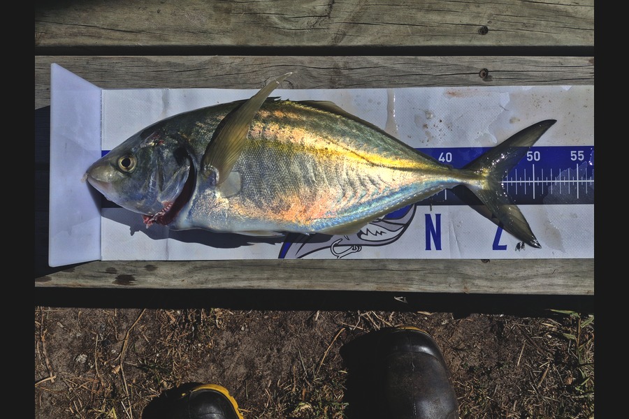 Dave Lean caught this 46.0cm Trevally at Northland during The Export NZ Fishing Competition