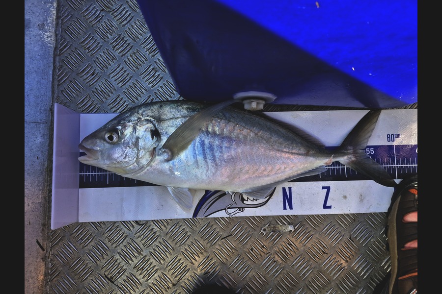 Dave Lean caught this 53.0cm Trevally at Northland during The Export NZ Fishing Competition