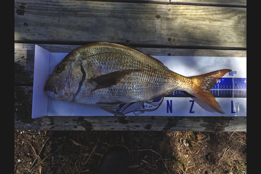 Dave Lean caught this 51.5cm Snapper at Northland during The Export NZ Fishing Competition