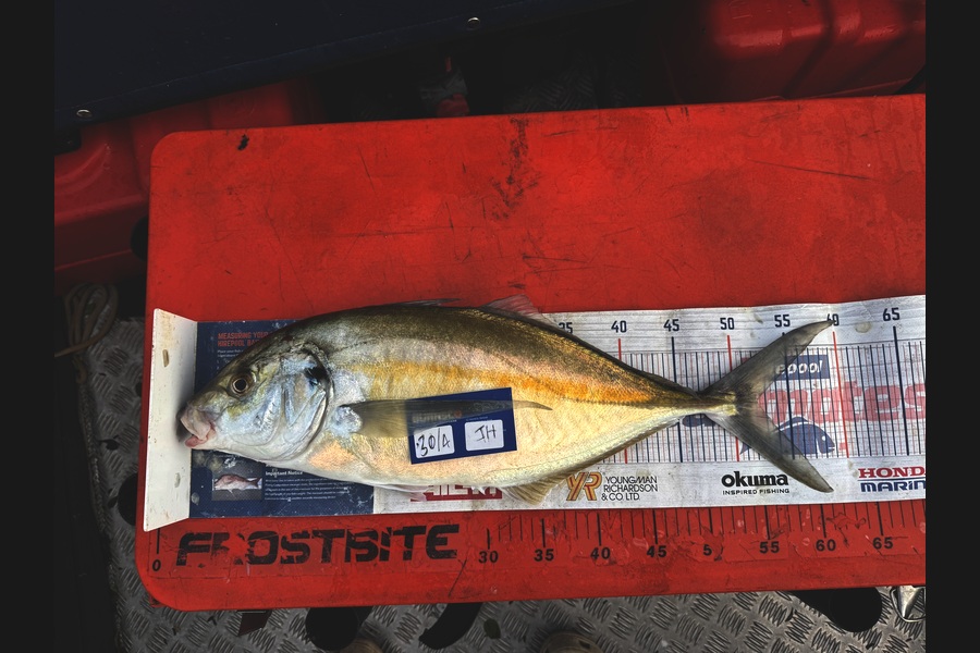 Josh Hough caught this 52.0cm Trevally at Bay of Plenty during The Export NZ Fishing Competition