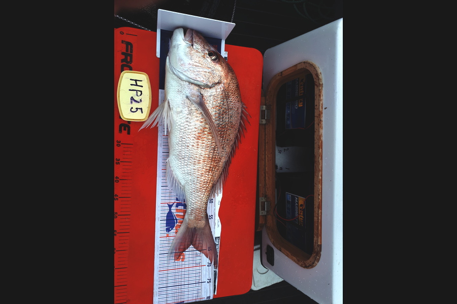 Robin  Weeks caught this 62.5cm Snapper at Hawkes Bay during The Export NZ Fishing Competition