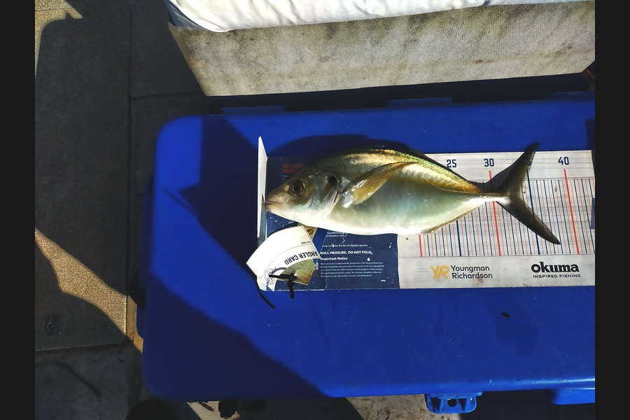 Len Clarke caught this 33.5cm Trevally at Northland during The Export NZ Fishing Competition