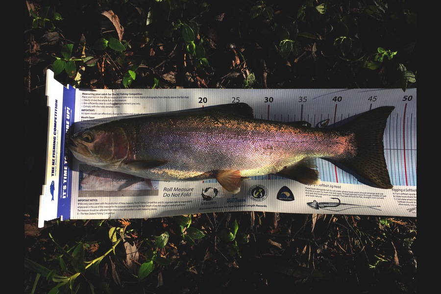 Ian Pedersen caught this 47.0cm Trout at Utuhina Stream BOP during The Export NZ Fishing Competition