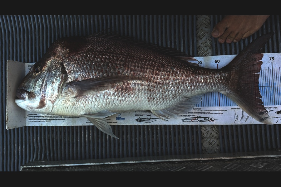 Juan cruz Martinez caught this 71.0cm Snapper at Auckland during The Export NZ Fishing Competition