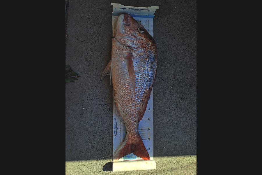 Adam Bowden  caught this 66.0cm Snapper at Northland during The Export NZ Fishing Competition