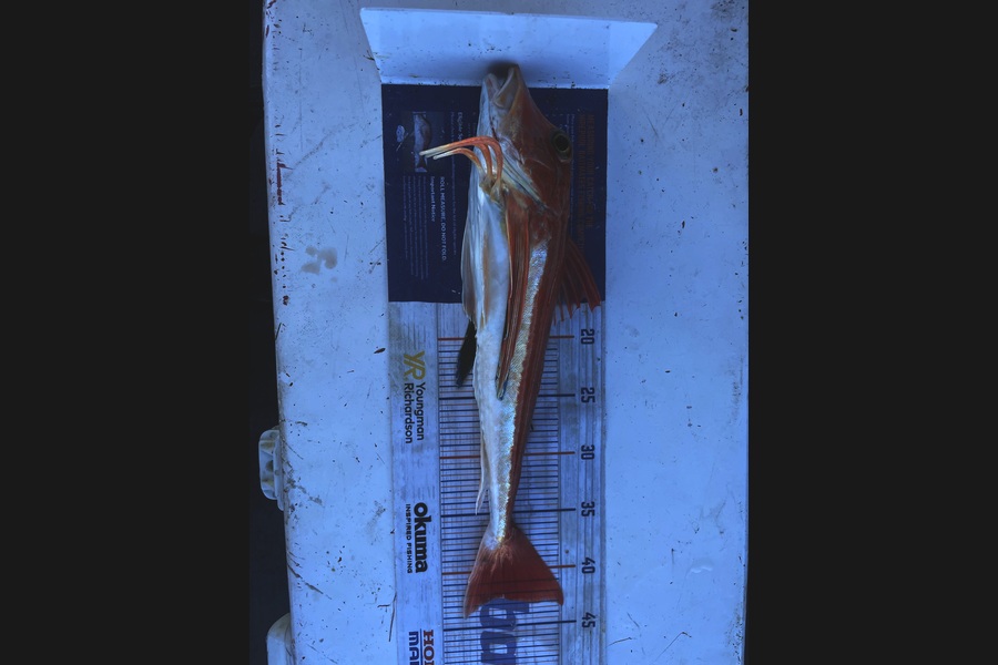 Regan George caught this 42.0cm Gurnard at Taranaki during The Export NZ Fishing Competition