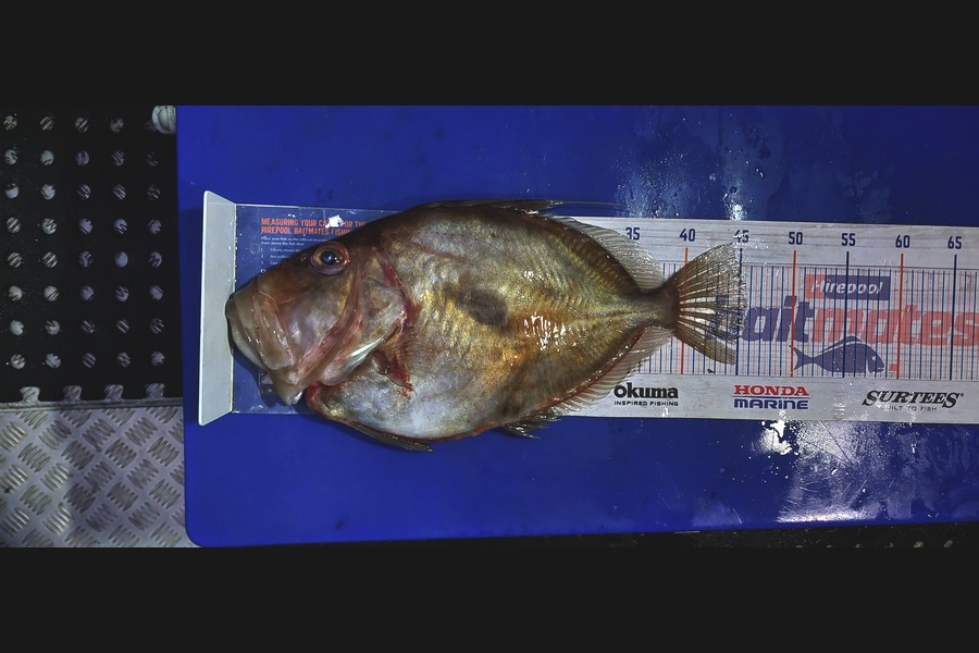 Barry  Howard caught this 45.5cm John Dory at Auckland during The Export NZ Fishing Competition