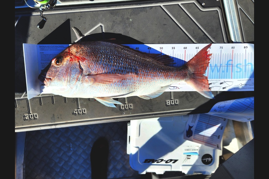 Ben Miller caught this 67.0cm Snapper at Bay of Plenty during The Export NZ Fishing Competition