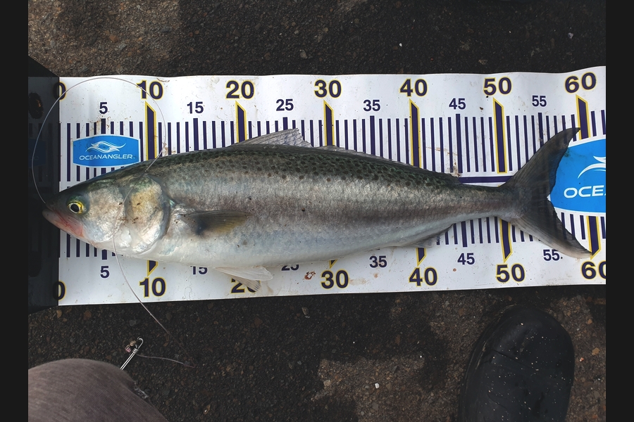 Joshua Santos caught this 55.0cm Kahawai at Wellington during The Export NZ Fishing Competition