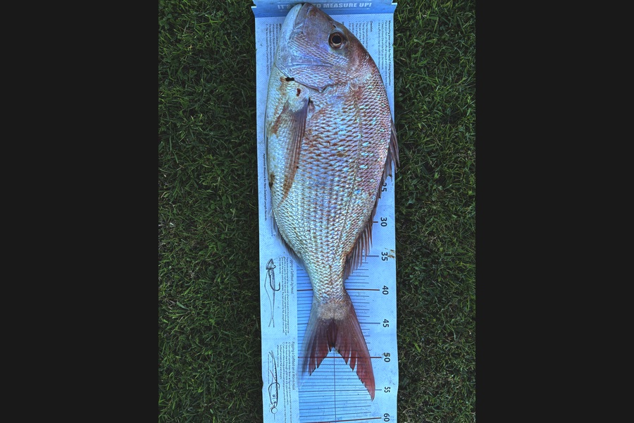 Matt  King  caught this 48.5cm Snapper at Hawkes Bay during The Export NZ Fishing Competition