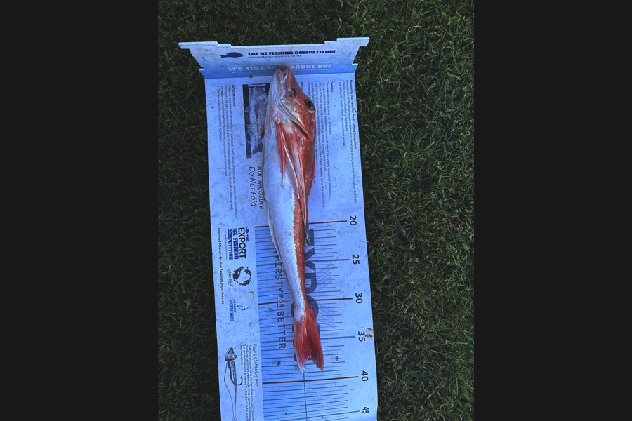 Matt  King  caught this 37.0cm Gurnard at Hawkes Bay during The Export NZ Fishing Competition