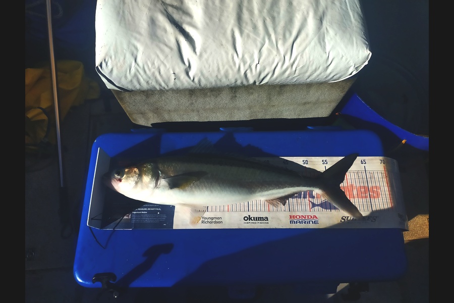 Len Clarke caught this 58.0cm Kahawai at Northland during The Export NZ Fishing Competition