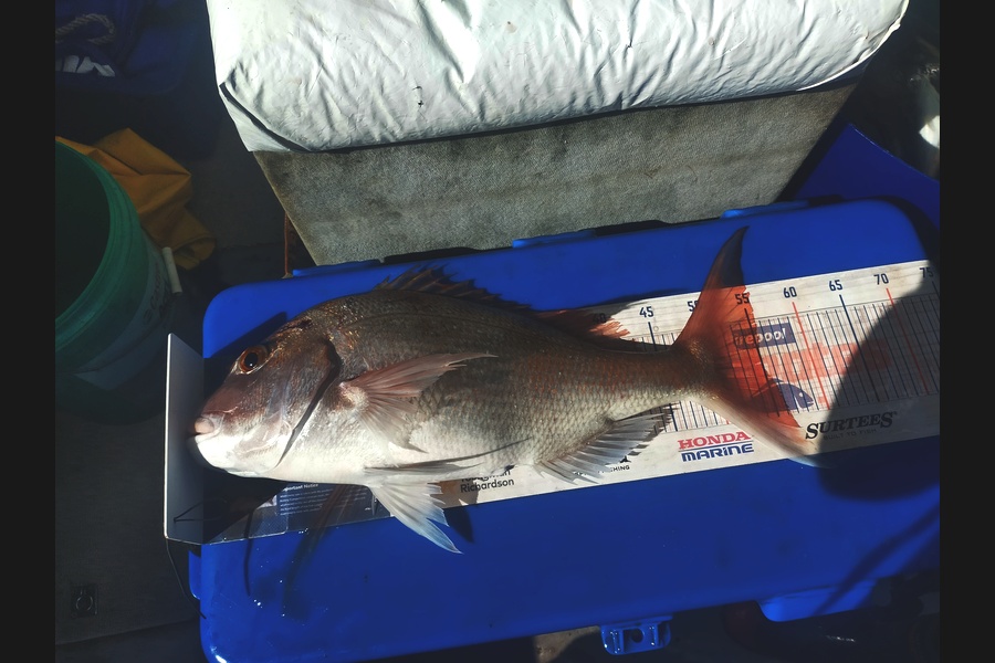 Len Clarke caught this 55.0cm Snapper at Northland during The Export NZ Fishing Competition