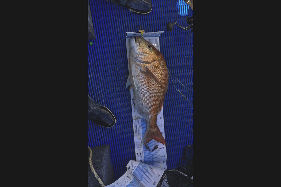 Pete Kara caught this 63.0cm Snapper at Nelson/Marlborough during The Export NZ Fishing Competition