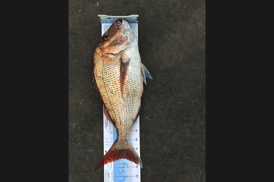 Charles Dinnis caught this 75.0cm Snapper at Taranaki during The Export NZ Fishing Competition