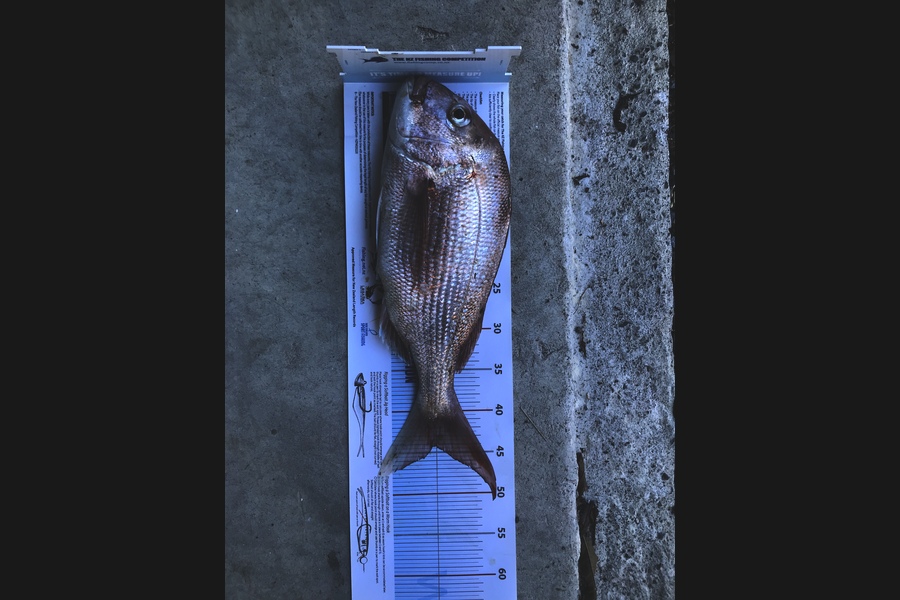 Mike Saunders  caught this 44.0cm Snapper at Coromandel during The Export NZ Fishing Competition