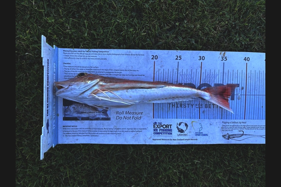 Mark  Westman caught this 36.0cm Gurnard at Hawkes Bay during The Export NZ Fishing Competition