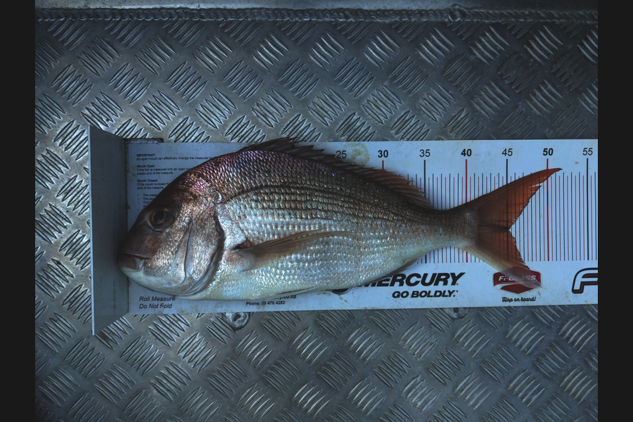 Nigel Fowler caught this 45.0cm Snapper at Northland during The Export NZ Fishing Competition