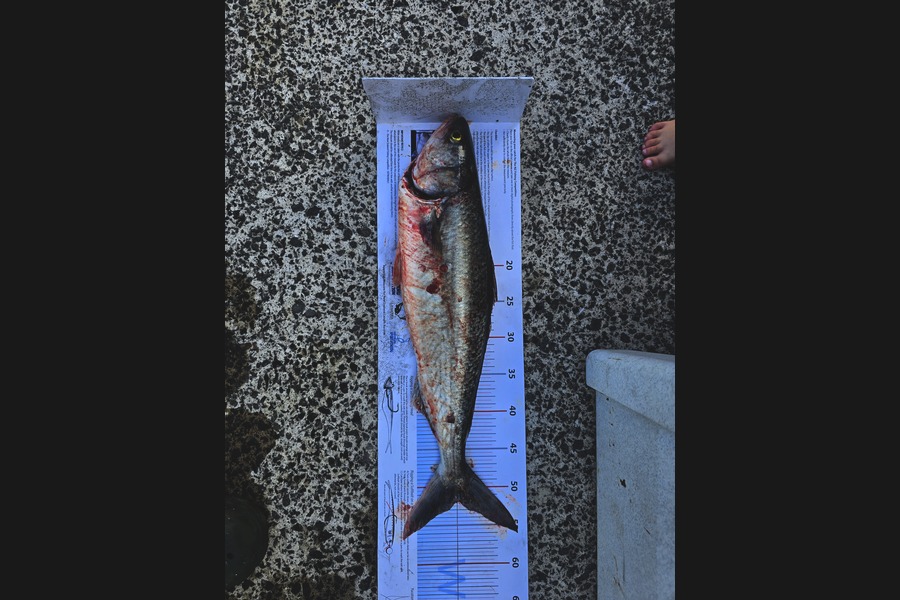 Eric Jensen caught this 51.0cm Kahawai at Bay of Plenty during The Export NZ Fishing Competition
