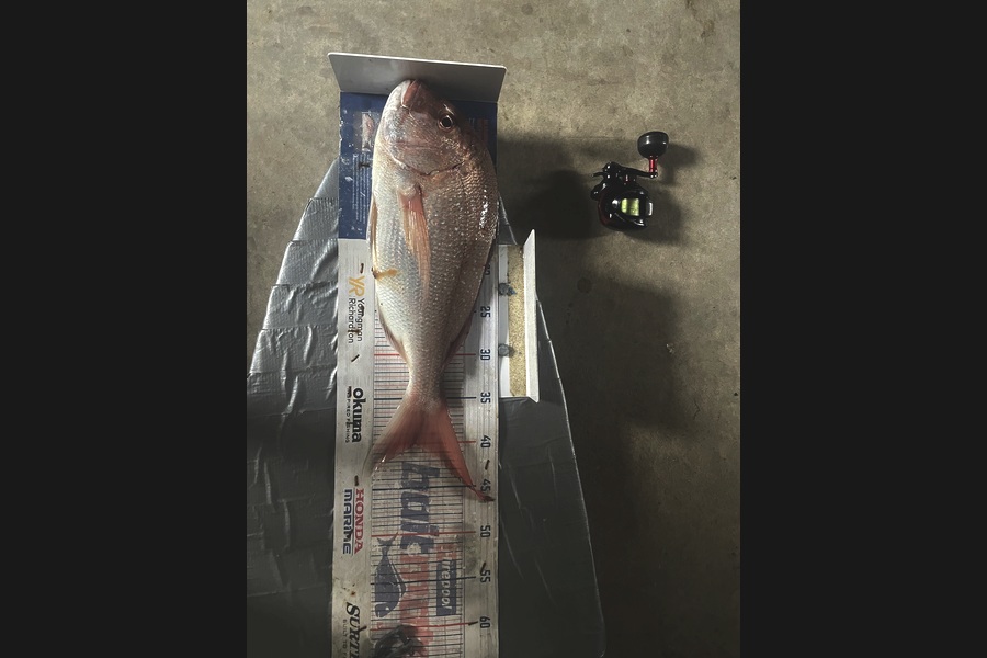 Graeme Duncan caught this 40.0cm Snapper at Bay of Plenty during The Export NZ Fishing Competition