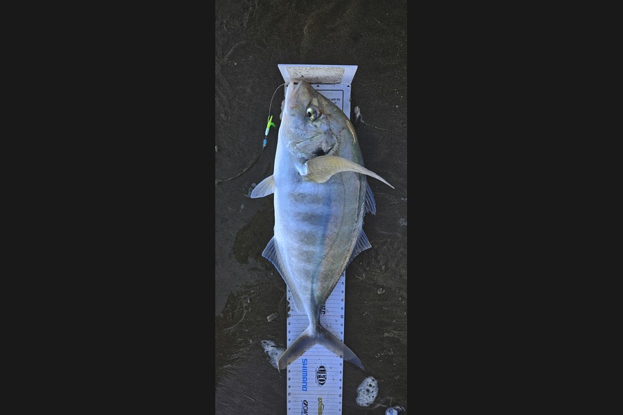 Kane Wrigglesworth  caught this 56.5cm Trevally at Northland during The Export NZ Fishing Competition