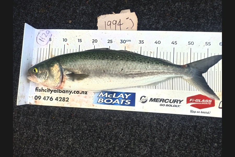 Wayne  Alexander  caught this 53.0cm Kahawai at Auckland during The Export NZ Fishing Competition