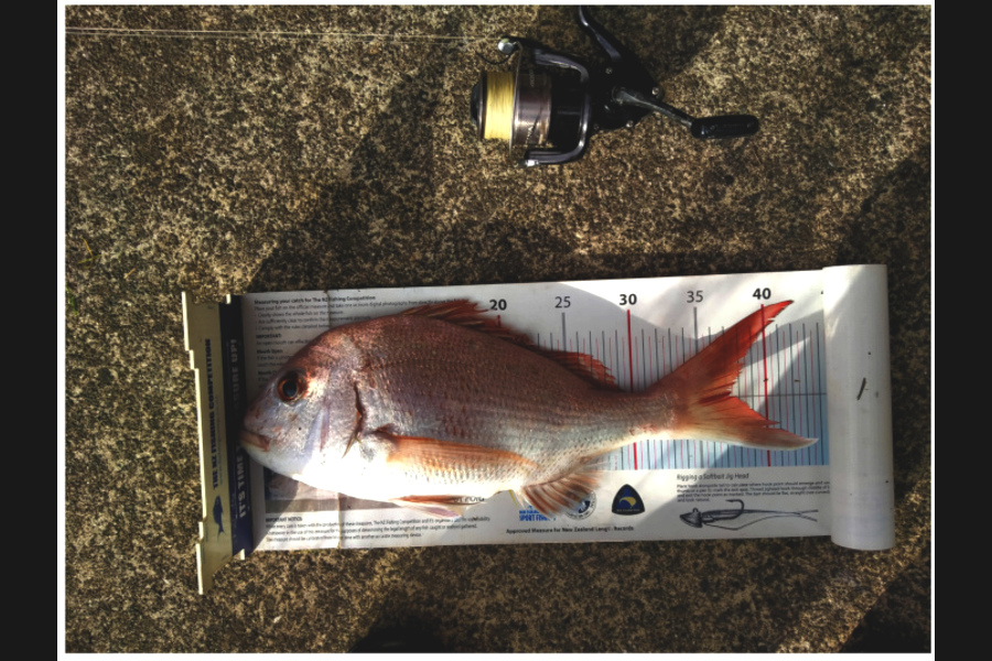 Alec  Saunders caught this 37.0cm Snapper at Auckland during The Export NZ Fishing Competition