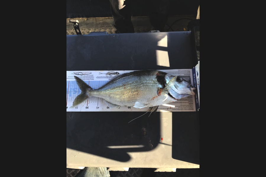 Brad Carswell caught this 53.5cm Tarakihi at Canterbury during The Export NZ Fishing Competition