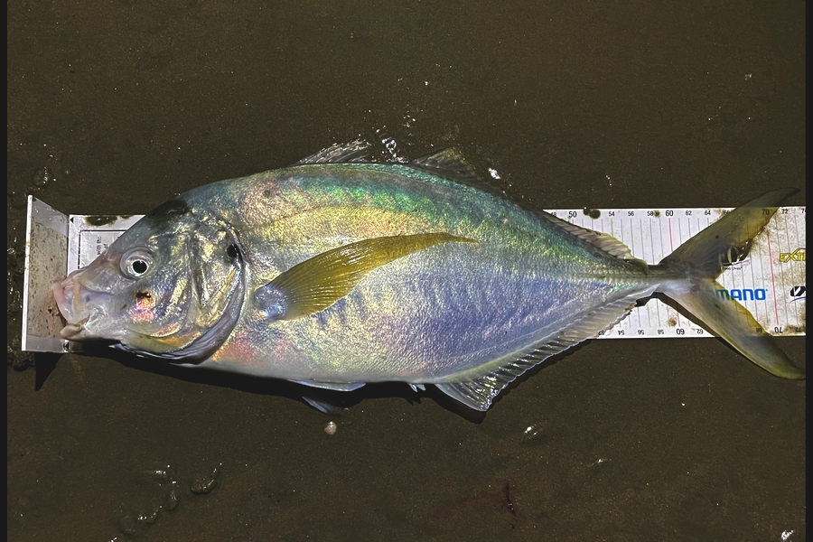 Cathryn Houlihan caught this 63.5cm Trevally at Northland during The Export NZ Fishing Competition