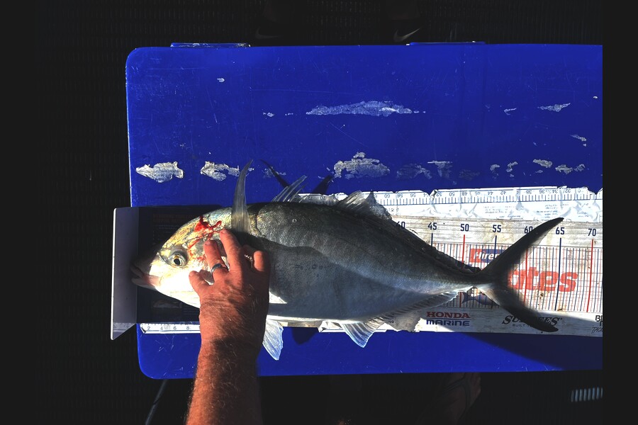 Dave Cunningham caught this 57.5cm Trevally at Northland during The Export NZ Fishing Competition