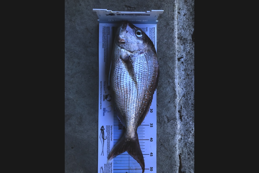 Mike Saunders  caught this 43.5cm Snapper at Coromandel during The Export NZ Fishing Competition