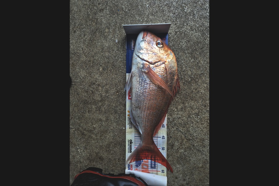 Keith Harvey caught this 55.0cm Snapper at Taranaki during The Export NZ Fishing Competition