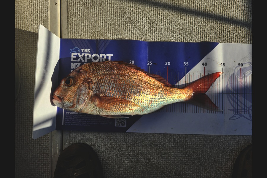 Bill Parsons caught this 40.0cm Snapper at Auckland during The Export NZ Fishing Competition