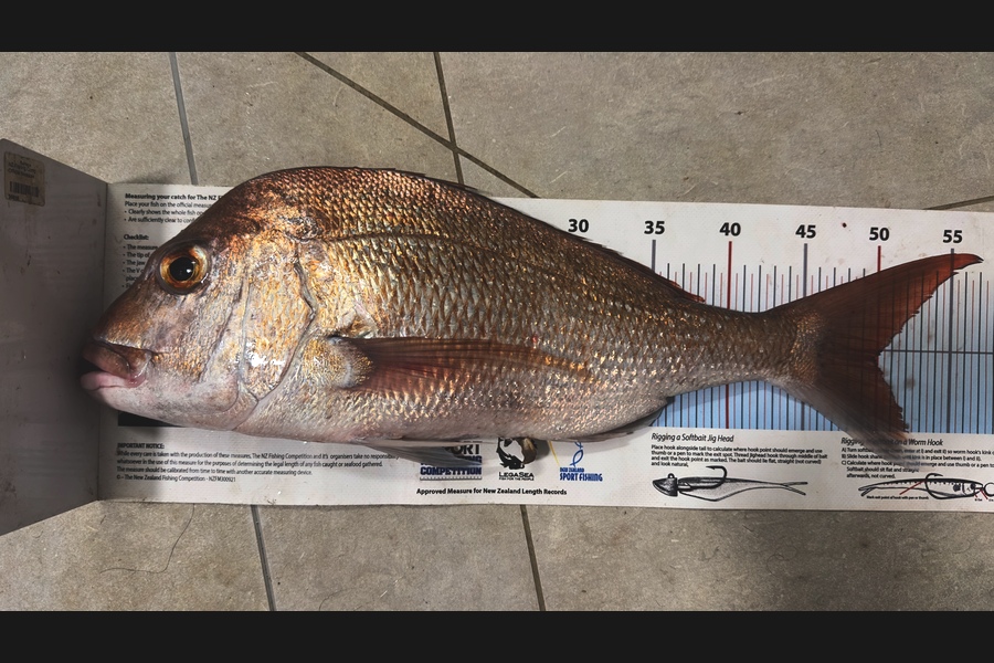 Muhammad Taqiyuddin caught this 50.0cm Snapper at Auckland during The Export NZ Fishing Competition