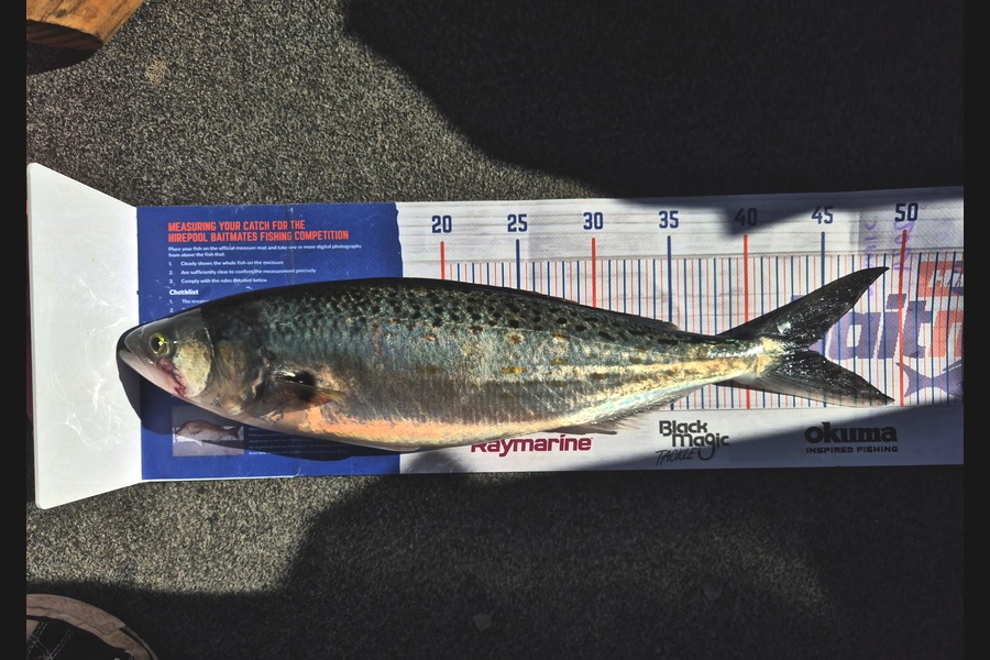 Simon Roberts caught this 44.0cm Kahawai at Auckland during The Export NZ Fishing Competition