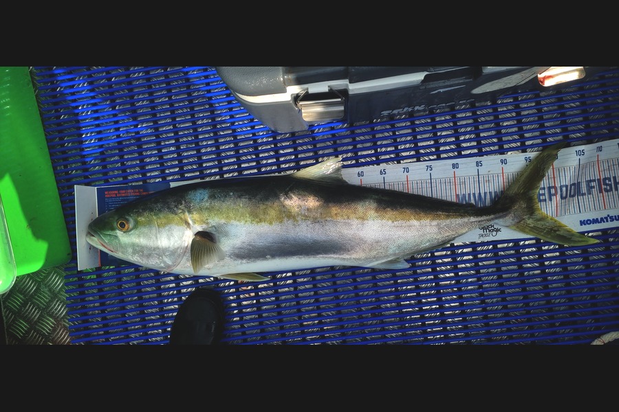 Ryan Trethewey caught this 96.5cm Kingfish at East Cape during The Export NZ Fishing Competition