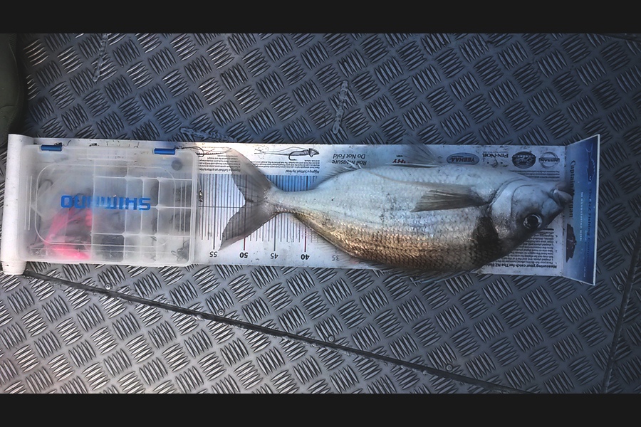 Mike  Johnston caught this 50.0cm Tarakihi at kapiti during The Export NZ Fishing Competition