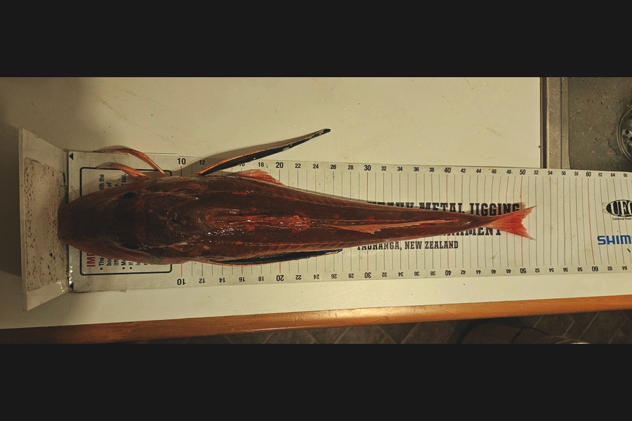 Kane Wrigglesworth  caught this 49.5cm Gurnard at Hawkes Bay during The Export NZ Fishing Competition