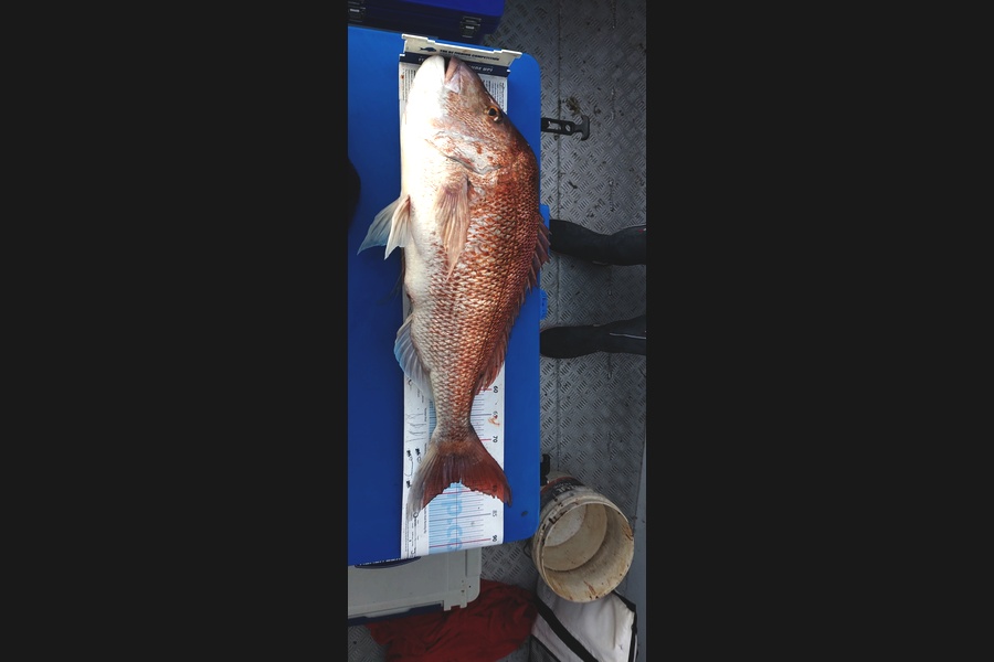 Aaron Jaques caught this 78.0cm Snapper at Northland during The Export NZ Fishing Competition
