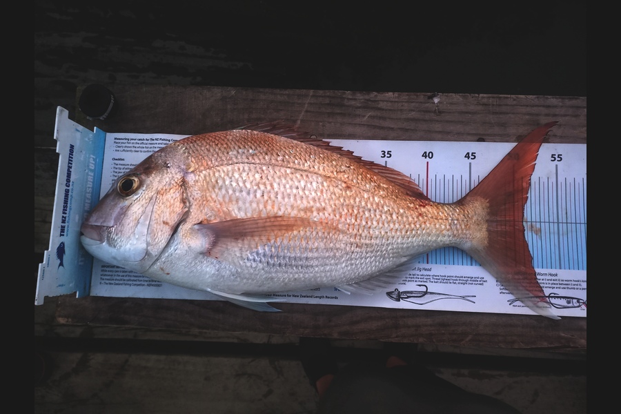 Kyle Richmond caught this 51.0cm Snapper at Auckland during The Export NZ Fishing Competition