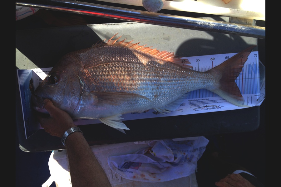 Peter  Harwood caught this 67.0cm Snapper at Coromandel  during The Export NZ Fishing Competition
