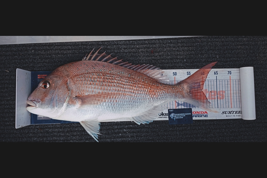 Carol Brannen caught this 59.5cm Snapper at Nelson/Marlborough during The Export NZ Fishing Competition