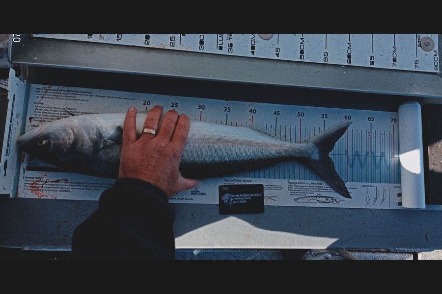 Carol Brannen caught this 55.5cm Kahawai at Canterbury during The Export NZ Fishing Competition