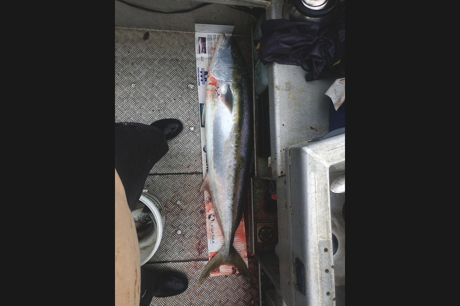 Miles Lawrie caught this 125.0cm Kingfish at Auckland during The Export NZ Fishing Competition