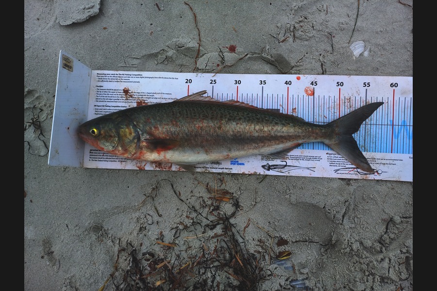 Kyle Richmond caught this 52.0cm Kahawai at Northland during The Export NZ Fishing Competition