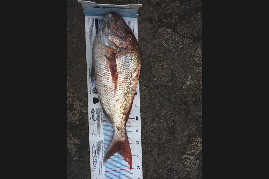 Mike Crawford caught this 52.5cm Snapper at Northland during The Export NZ Fishing Competition