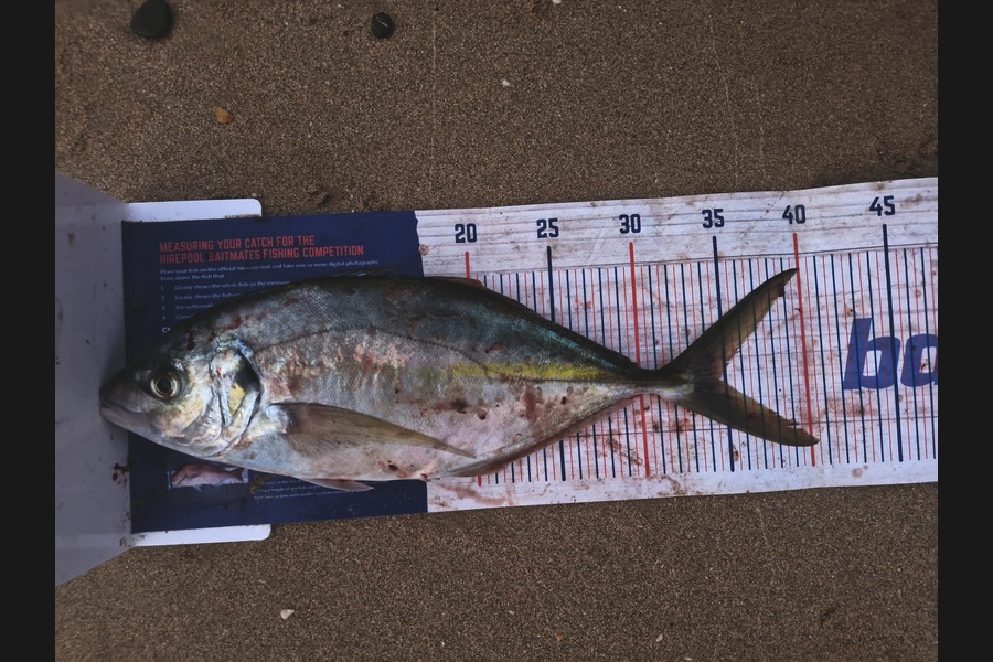 Craig Nelder caught this 34.5cm Trevally at Northland during The Export NZ Fishing Competition