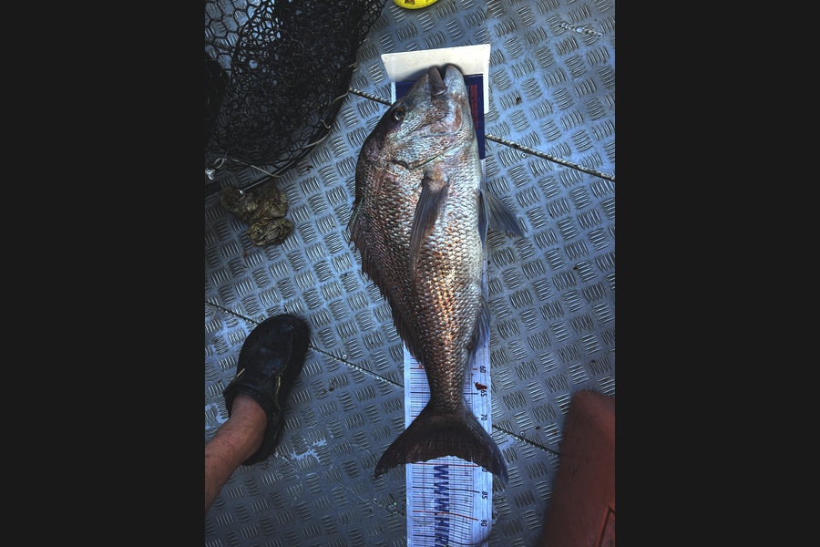 Matt Harrison caught this 78.0cm Snapper at Northland during The Export NZ Fishing Competition