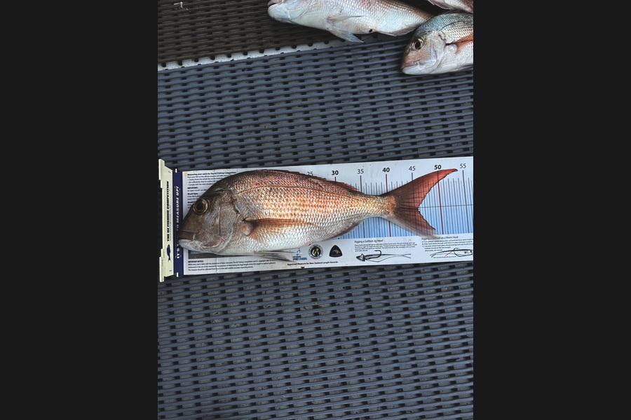 Stephen Attwood caught this 45.5cm Snapper at Northland during The Export NZ Fishing Competition